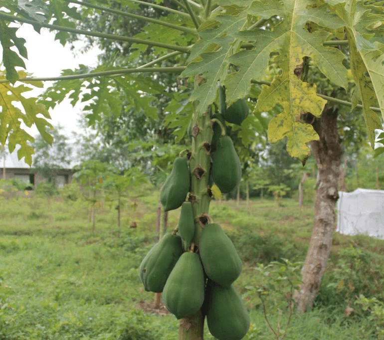 PDS Environment & Gardening program