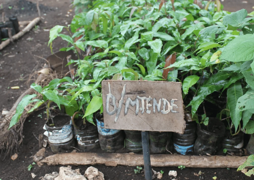 PDS Environment & Gardening program