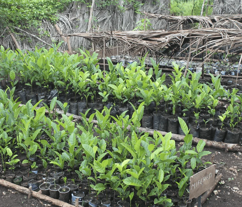 PDS gardening program
